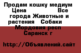 Продам кошку медиум › Цена ­ 6 000 000 - Все города Животные и растения » Собаки   . Мордовия респ.,Саранск г.